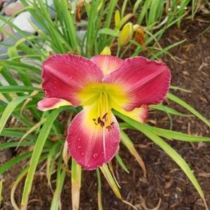 Meet your Posher, Barb